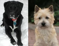 St. John's Water Dog vs Cairn Terrier - Breed Comparison