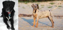 St. John's Water Dog vs Catahoula Cur - Breed Comparison