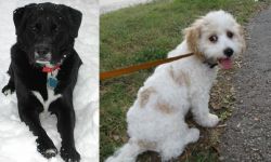St. John's Water Dog vs Cavachon - Breed Comparison
