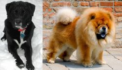 St. John's Water Dog vs Chow Chow - Breed Comparison