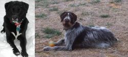 St. John's Water Dog vs Deutsch Drahthaar - Breed Comparison