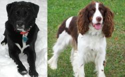 St. John's Water Dog vs English Springer Spaniel - Breed Comparison