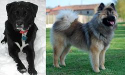 St. John's Water Dog vs Eurasier - Breed Comparison