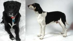 St. John's Water Dog vs Francais Blanc et Noir - Breed Comparison