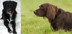 St. John's Water Dog vs German Longhaired Pointer - Breed Comparison