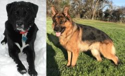 St. John's Water Dog vs German Shepherd - Breed Comparison