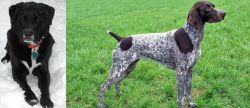 St. John's Water Dog vs German Shorthaired Pointer - Breed Comparison