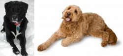 St. John's Water Dog vs Golden Doodle - Breed Comparison