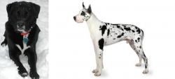 St. John's Water Dog vs Great Dane - Breed Comparison