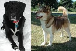 St. John's Water Dog vs Greenland Dog - Breed Comparison