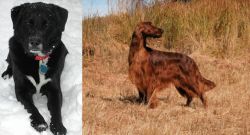 St. John's Water Dog vs Irish Setter - Breed Comparison