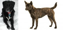 St. John's Water Dog vs Kai Ken - Breed Comparison