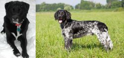 St. John's Water Dog vs Large Munsterlander - Breed Comparison