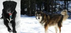 St. John's Water Dog vs Mackenzie River Husky - Breed Comparison