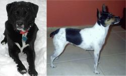 St. John's Water Dog vs Miniature Fox Terrier - Breed Comparison