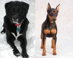 St. John's Water Dog vs Miniature Pinscher - Breed Comparison