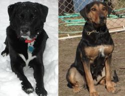 St. John's Water Dog vs New Zealand Huntaway - Breed Comparison