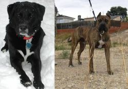 St. John's Water Dog vs Perro de Toro - Breed Comparison