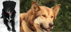 St. John's Water Dog vs Seppala Siberian Sleddog - Breed Comparison
