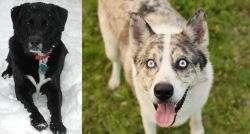 St. John's Water Dog vs Shepherd Husky - Breed Comparison