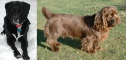 St. John's Water Dog vs Sussex Spaniel - Breed Comparison