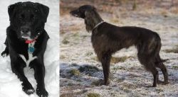 St. John's Water Dog vs Taigan - Breed Comparison