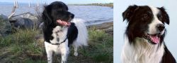 Stabyhoun vs Border Collie - Breed Comparison