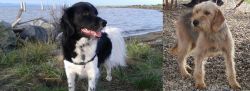 Stabyhoun vs Bosnian Coarse-Haired Hound - Breed Comparison