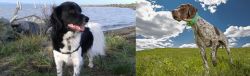 Stabyhoun vs Braque Francais (Pyrenean Type) - Breed Comparison