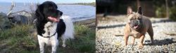 Stabyhoun vs French Bulldog - Breed Comparison