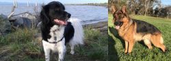 Stabyhoun vs German Shepherd - Breed Comparison