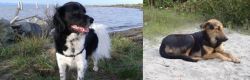 Stabyhoun vs Indian Pariah Dog - Breed Comparison