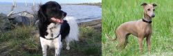 Stabyhoun vs Italian Greyhound - Breed Comparison
