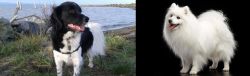 Stabyhoun vs Japanese Spitz - Breed Comparison