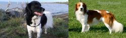 Stabyhoun vs Kooikerhondje - Breed Comparison