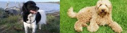 Stabyhoun vs Labradoodle - Breed Comparison