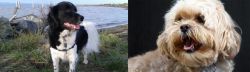 Stabyhoun vs Lhasapoo - Breed Comparison