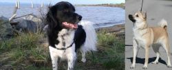 Stabyhoun vs Norwegian Buhund - Breed Comparison