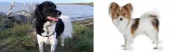 Stabyhoun vs Papillon - Breed Comparison