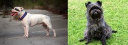 Staffordshire Bull Terrier vs Affenpinscher - Breed Comparison