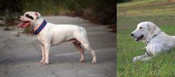 Staffordshire Bull Terrier vs Akbash Dog - Breed Comparison