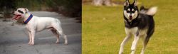 Staffordshire Bull Terrier vs Alaskan Klee Kai - Breed Comparison