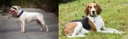 Staffordshire Bull Terrier vs American English Coonhound - Breed Comparison