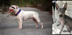 Staffordshire Bull Terrier vs American Hairless Terrier - Breed Comparison