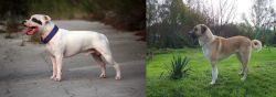 Staffordshire Bull Terrier vs Anatolian Shepherd - Breed Comparison