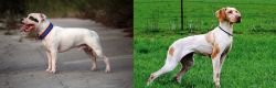 Staffordshire Bull Terrier vs Ariege Pointer - Breed Comparison