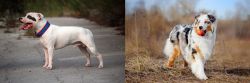 Staffordshire Bull Terrier vs Australian Shepherd - Breed Comparison