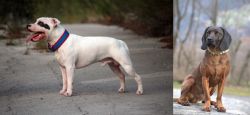 Staffordshire Bull Terrier vs Bavarian Mountain Hound - Breed Comparison