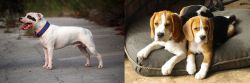 Staffordshire Bull Terrier vs Beagle - Breed Comparison