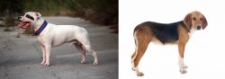 Staffordshire Bull Terrier vs Beagle-Harrier - Breed Comparison